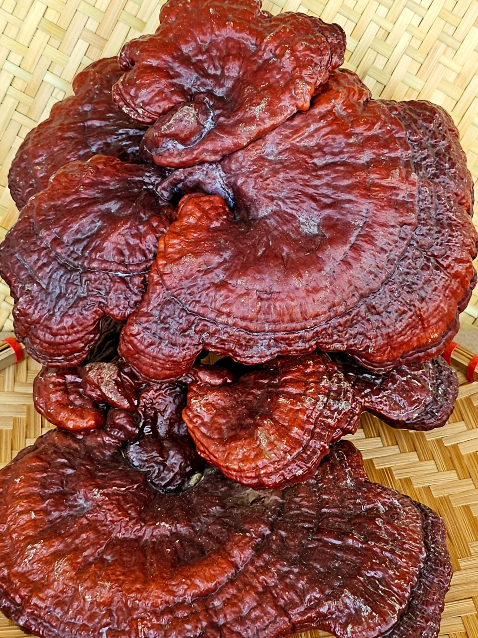 Nấm linh chi nguyên tai