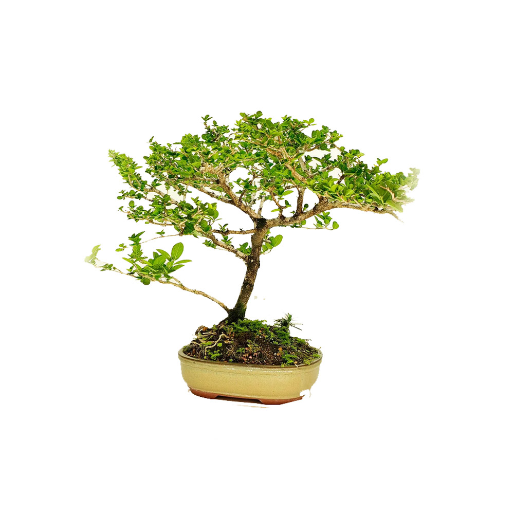 Cây sam hương