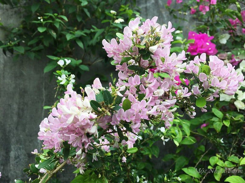 Cây linh sam hồng ngọc ánh