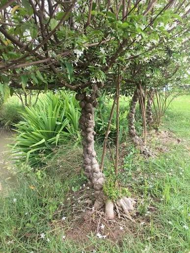 Mai nu mặt khỉ - Kiểng cổ đuôi lân Tám Bỉnh