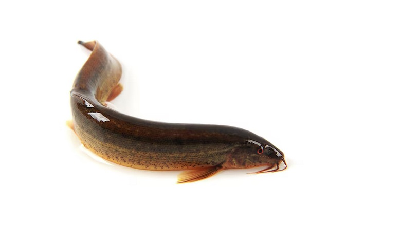 Cá chạch lấu (chạch bông)