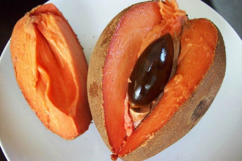 Sapo đỏ