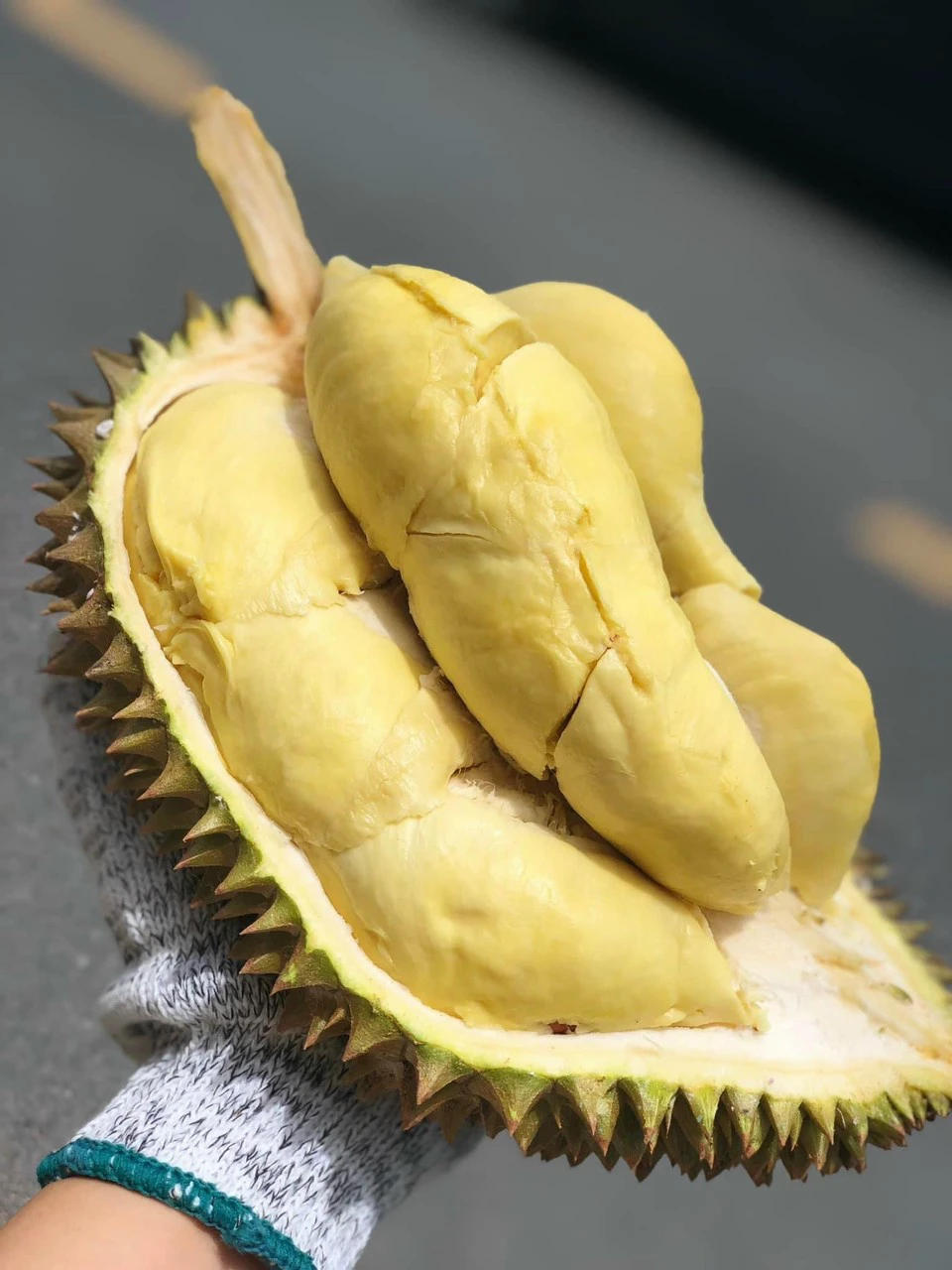 Sầu riêng Monthong Thiện Trung