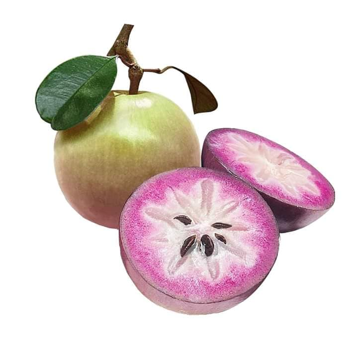 Vú sữa Bơ hồng