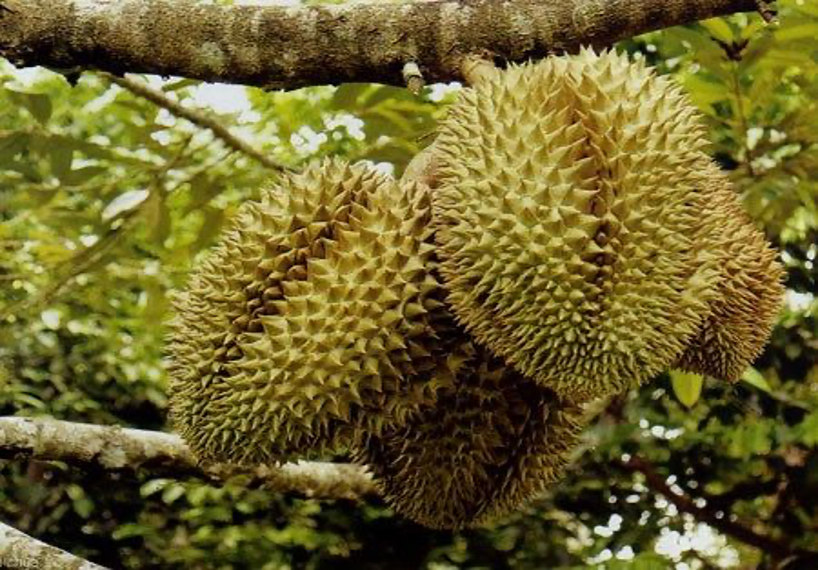 Sầu riêng trái chín tự nhiên