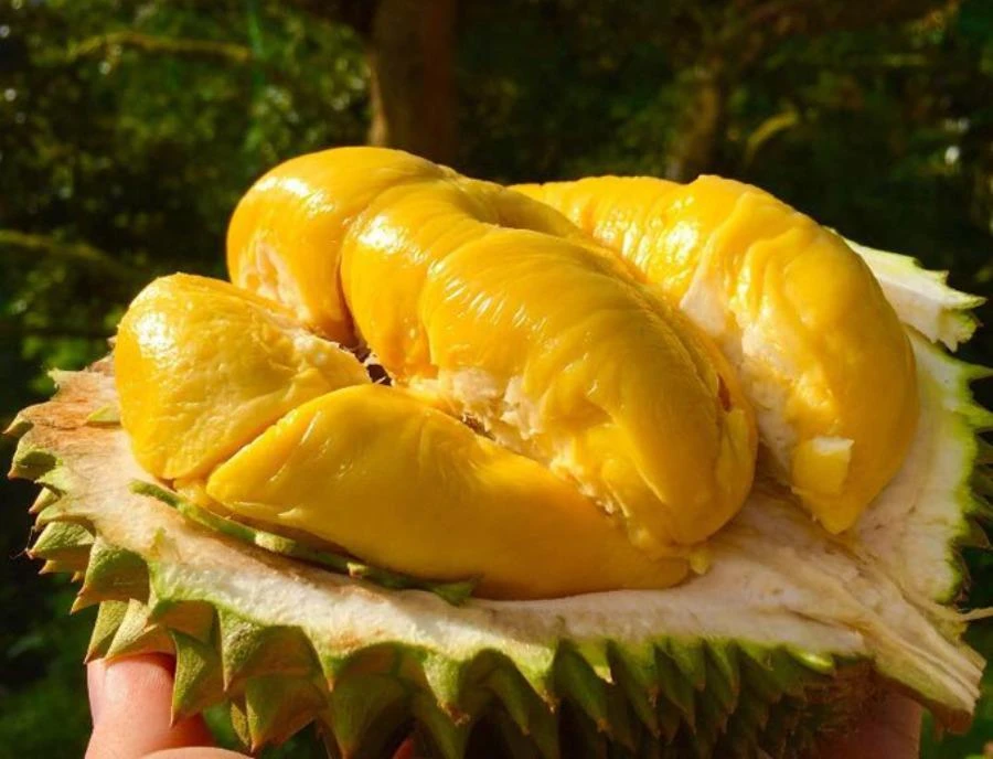 Sầu riêng như Thủy Tiên
