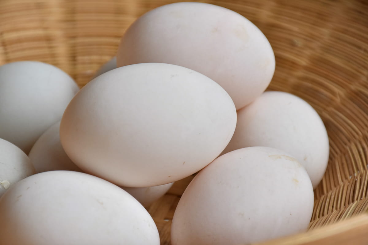 Trứng vịt sạch
