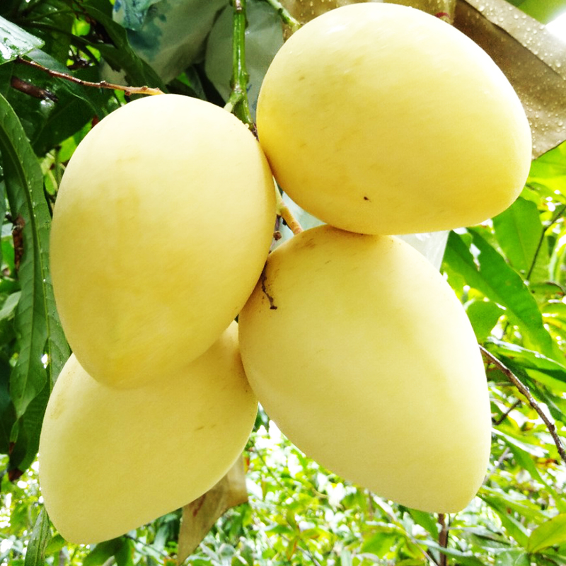 Xoài cát Chu Cao Lãnh