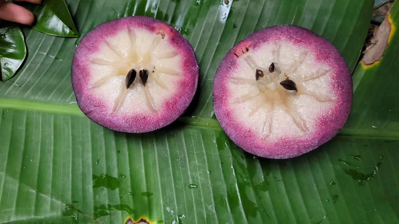 Vú sữa Mica Nam Hương
